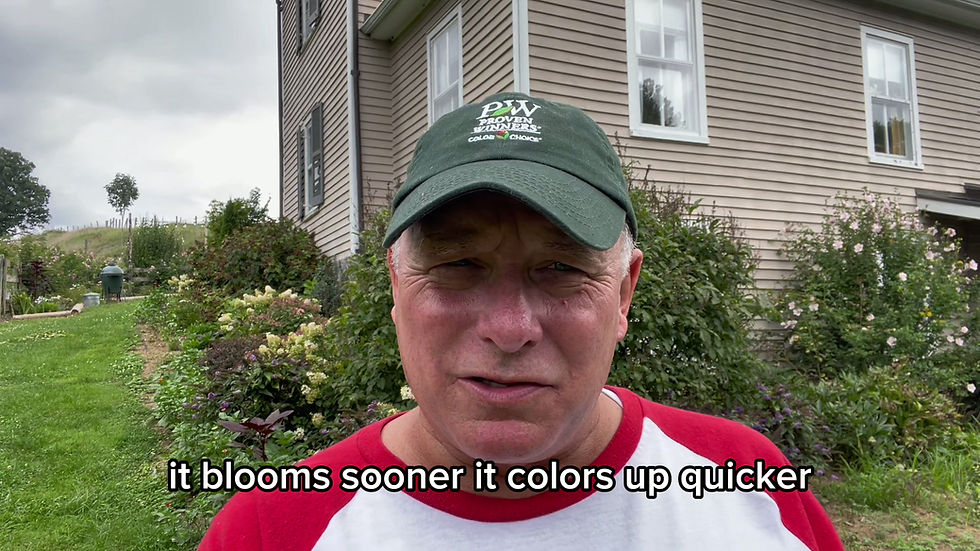 Thumbnail: Limelight Prime® Panicle Hydrangea