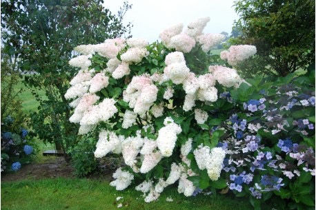 Thumbnail: ‘Grandiflora’ Hydrangea paniculata - 6” Potted Young Shrub