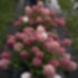 Thumbnail: Fire Light Tidbit® Panicle Hydrangea