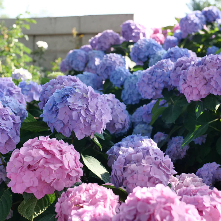 Thumbnail: Let’s Dance Sky View® Hydrangea