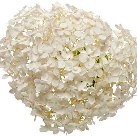Thumbnail: Invincibelle Wee White® Hydrangea — Deep Root Quart Proven Winners® ColorChoice®