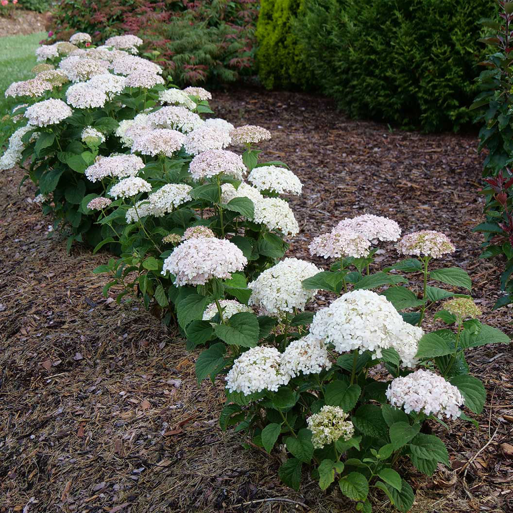 Invincibelle Wee White® Hydrangea — Deep Root Quart Proven Winners® ColorChoice®