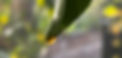 Wassertropfen an grünem Blatt, Naturfotografie