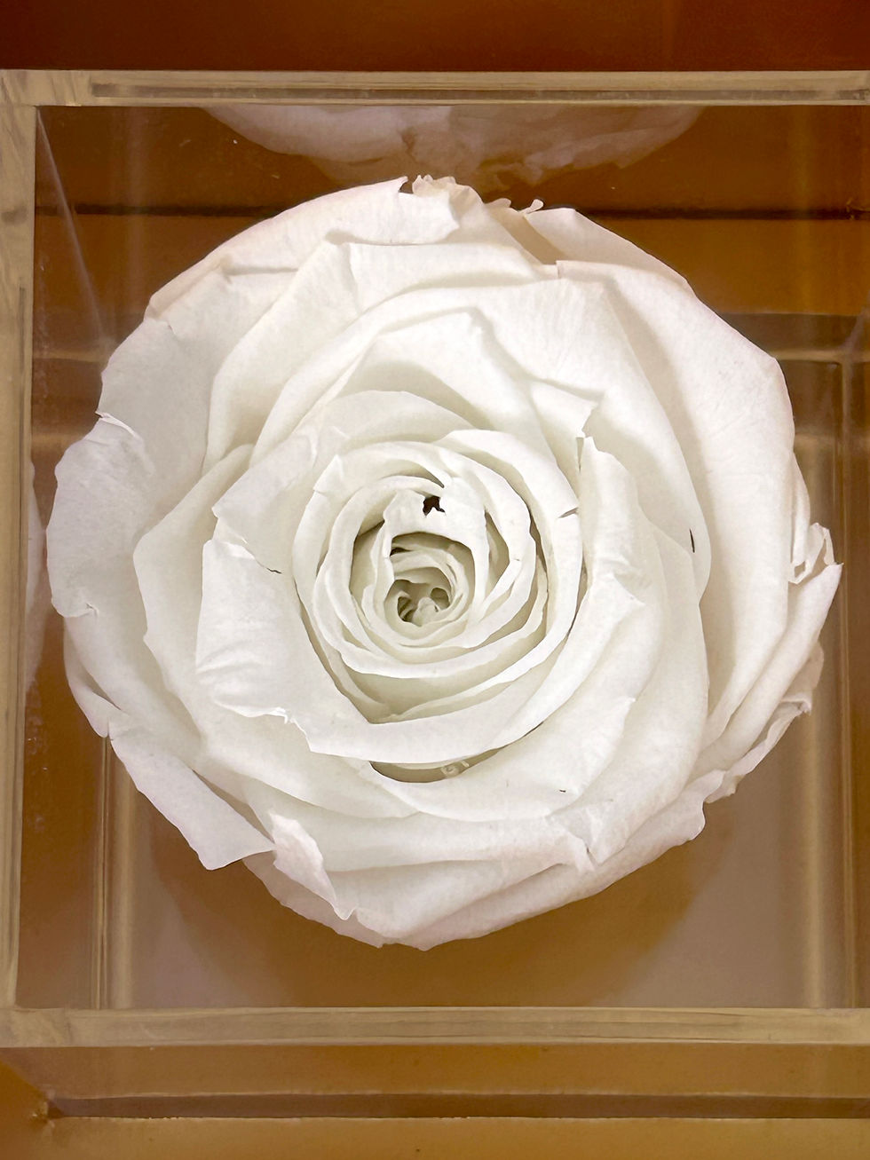 Thumbnail: Eternal White Rose: Blanc Je T’aime