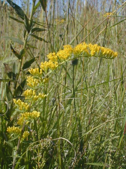 Gray Goldenrod (Solidago nemoralis)