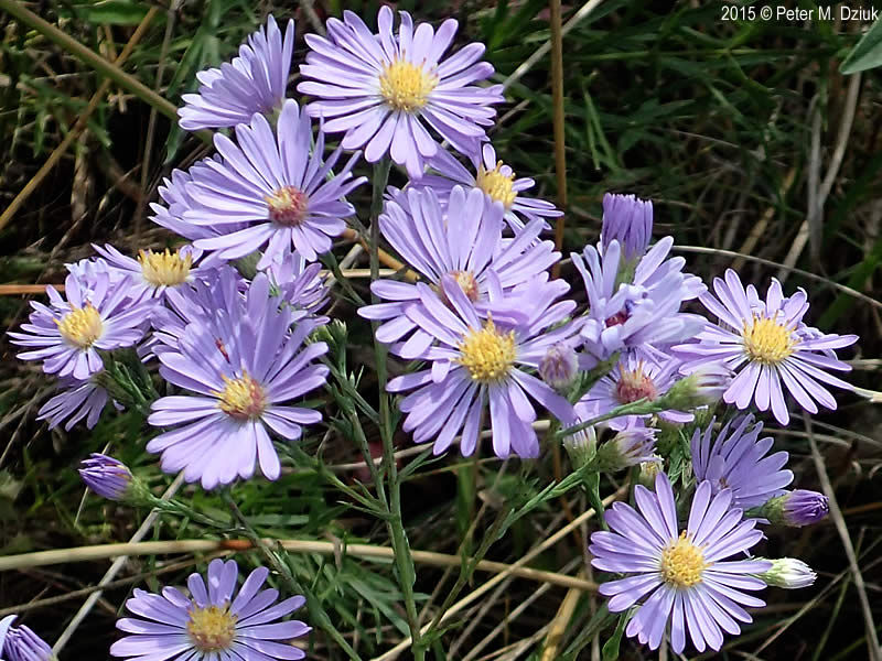 Smooth Blue Aster (Symphyotrichum laeve)
