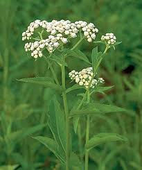 Wild Quinine (Parthenium integrifolium)