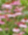 Thumbnail: Meadow to Cup (plants for your tea cup)