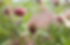 Prairie Smoke (Geum triflorum)