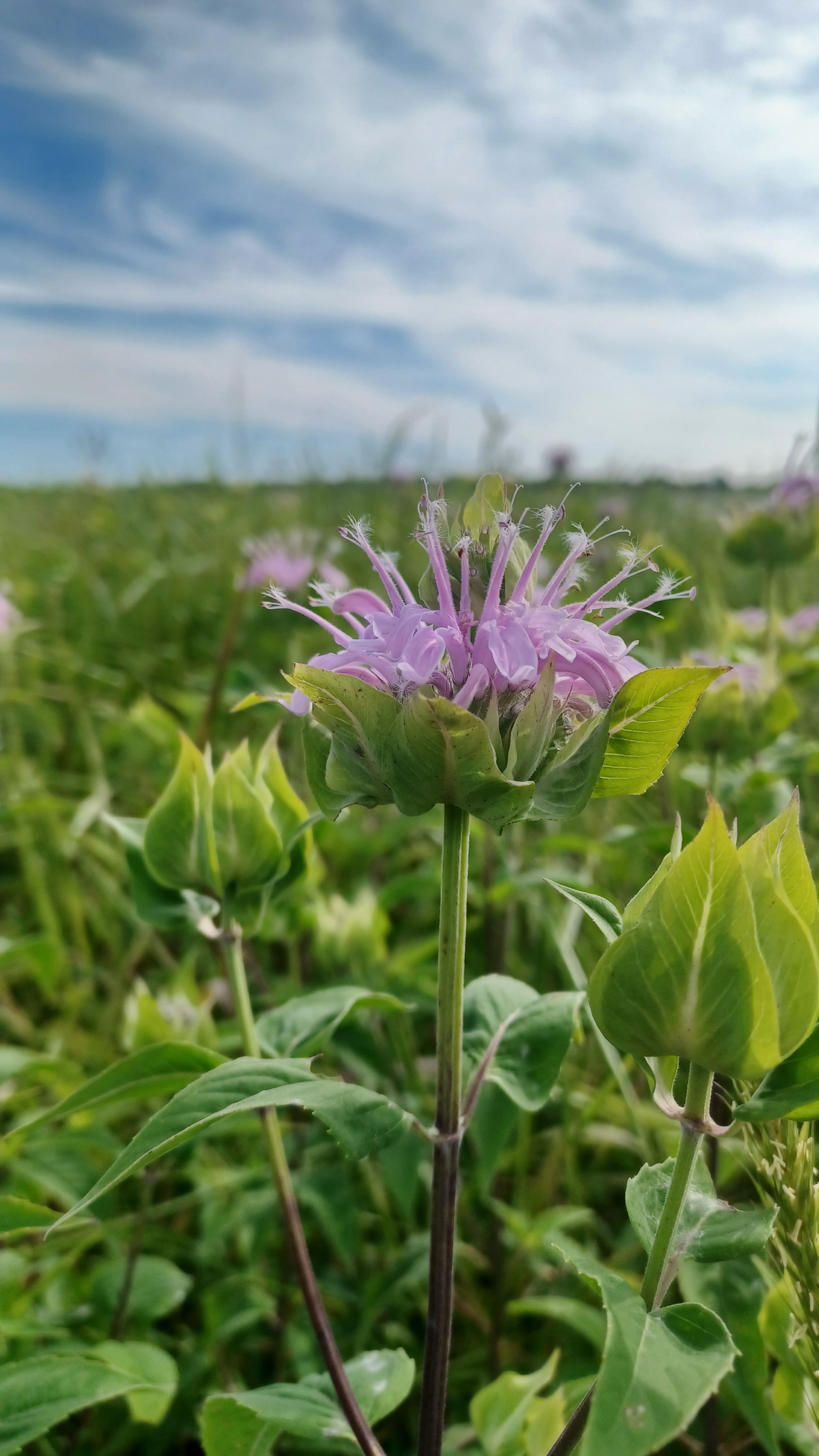Wild Bergamot (Monarda fistulosa)