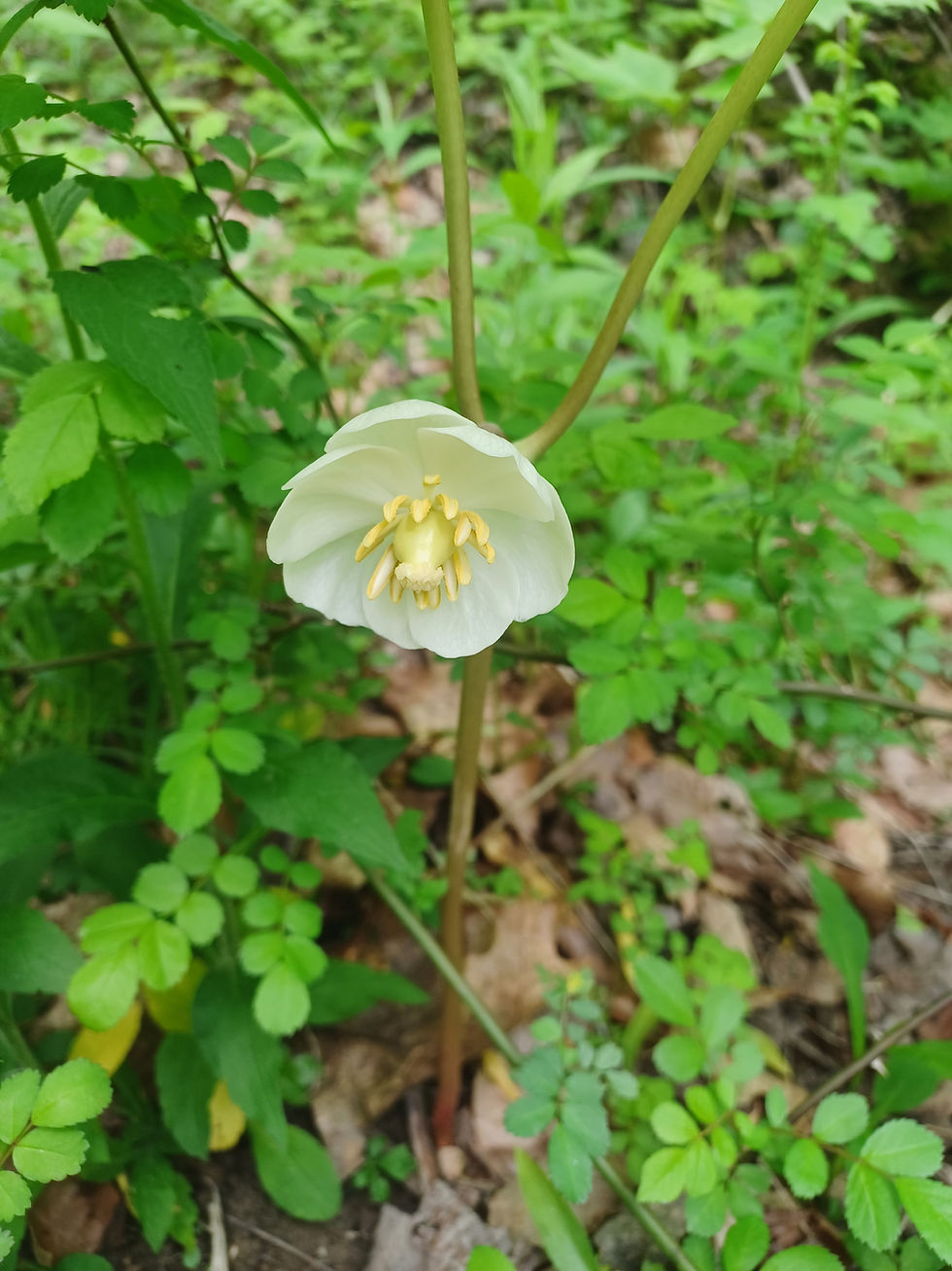 Thumbnail: Mayapple (Podophyllum peltatum)
