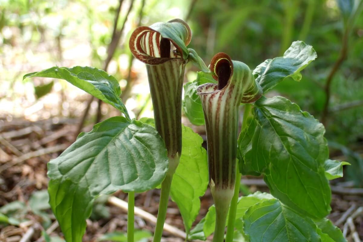 Jack-in-the-Pulpit (Arisaema triphyllum)