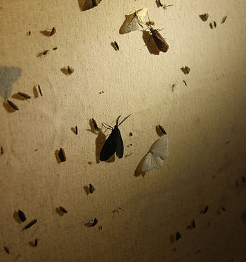 GW_2025_07_012_ThePleasuresofMothing_02.JPG