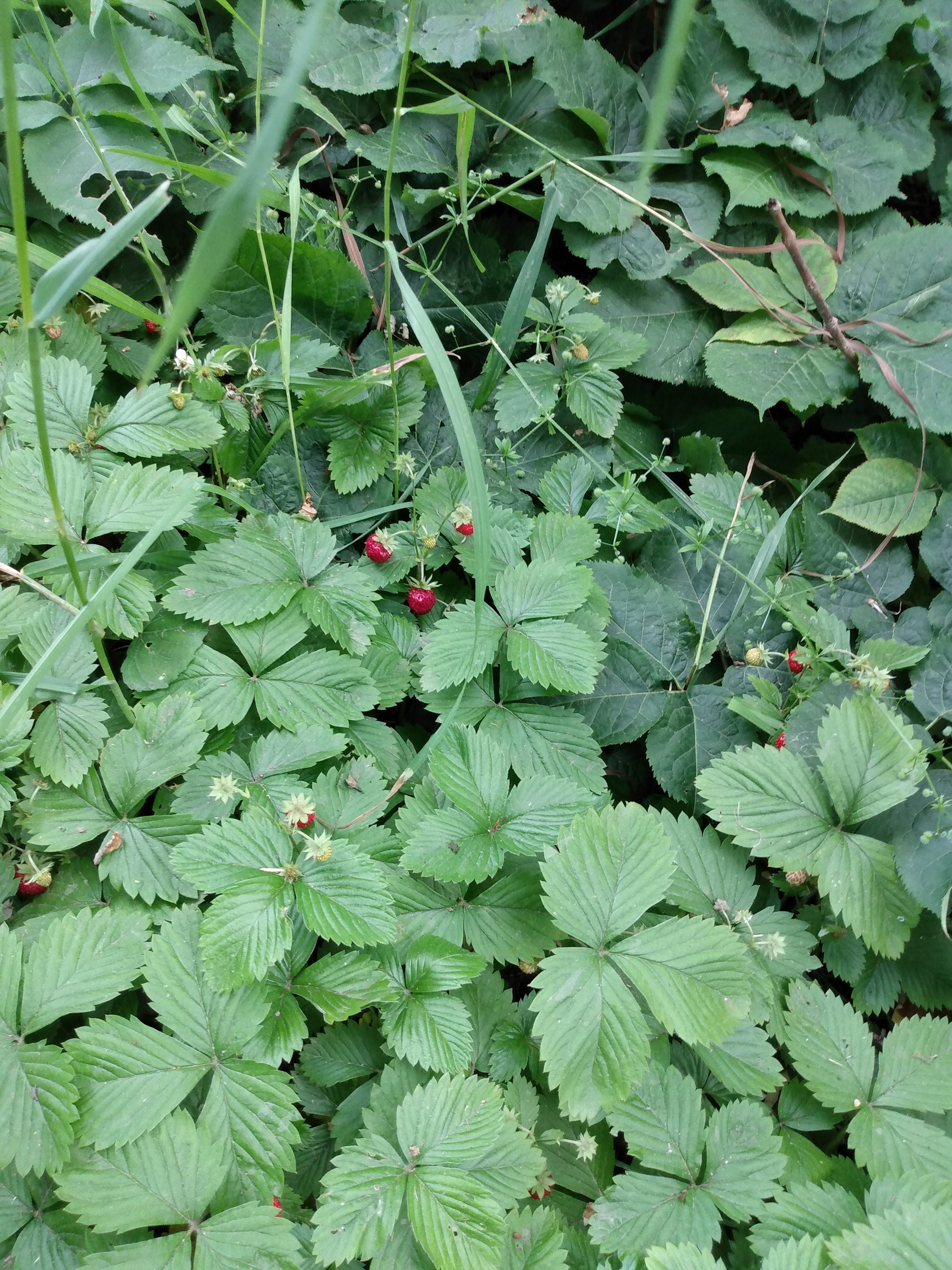 Wild Strawberry (Fragaria virginiana)