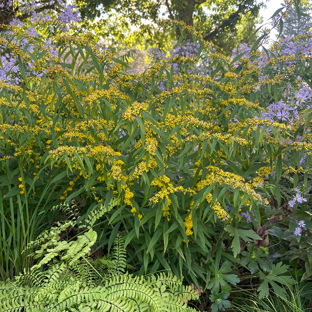Wreath or Blue-Stemmed goldenrod (Solidago caesia)
