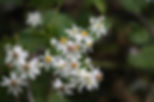 White Wood Aster (Eurybia divaricata)