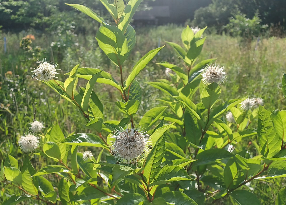 Thumbnail: Buttonbush (Cephalanthus occidentalis)