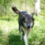 Rudi