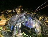 IMG_2203.jpeg