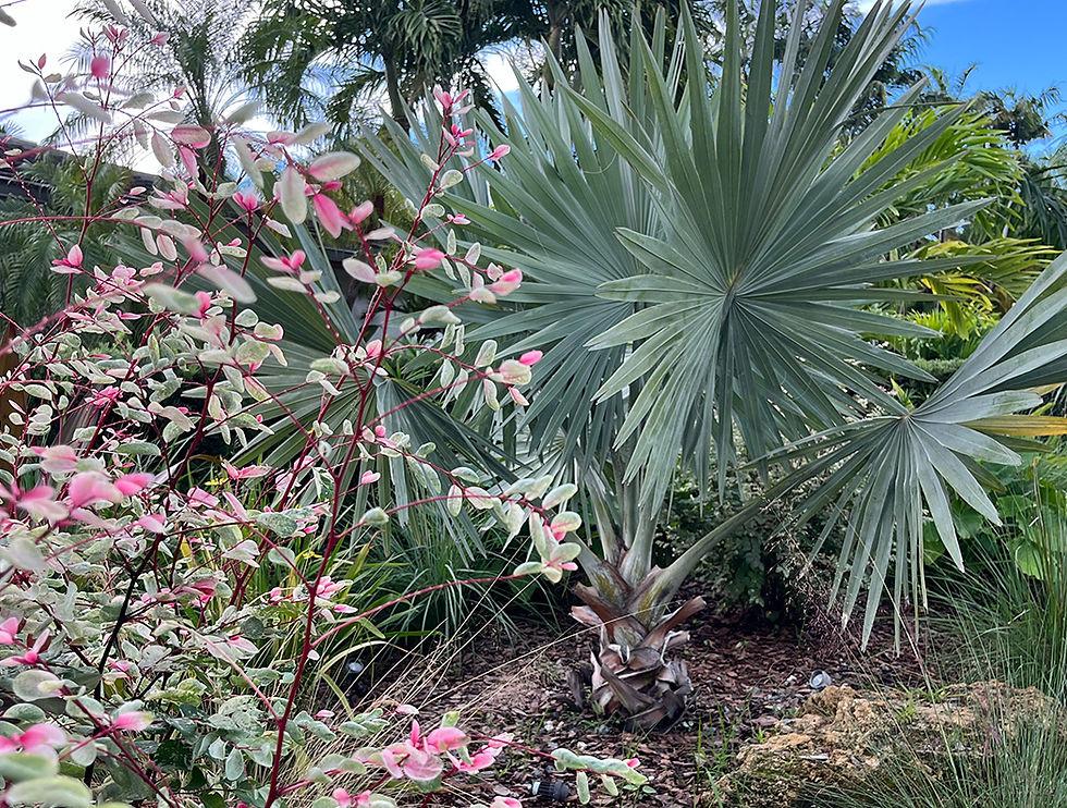 KEY BISCAYNE S MASHTA DR 9