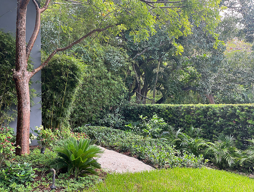 COCONUT GROVE 1