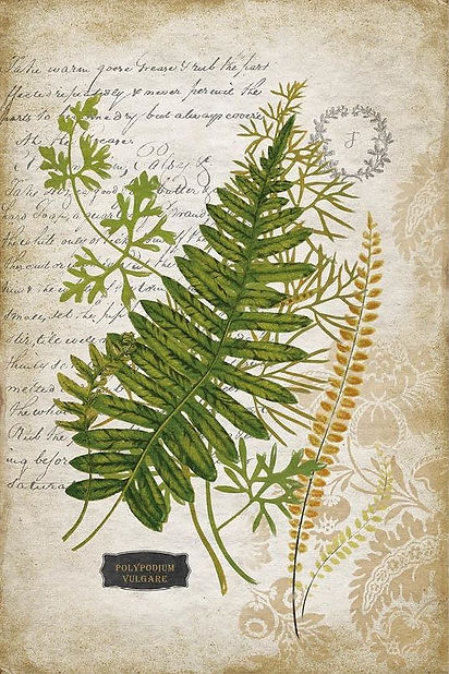herbier-5.jpg