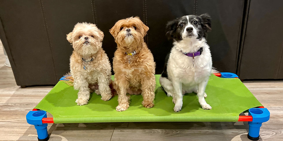 TrainingParkIt3Dogs.jpg