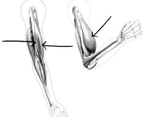 Bicep Mechanics: Finding Tension for Strength and Size (w/ Resistance Bands)