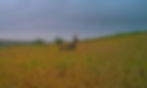 Giant Buck