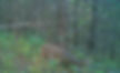Giant Buck
