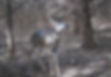 Giant Iowa Buck