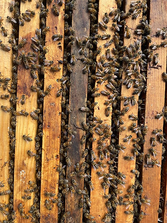 Copy of IMG_1443.jpeg