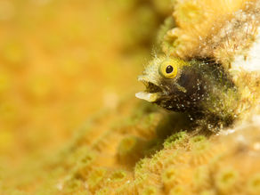 8 Photos to Inspire you to Dive Bonaire