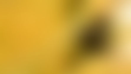 8 Photos to Inspire you to Dive Bonaire