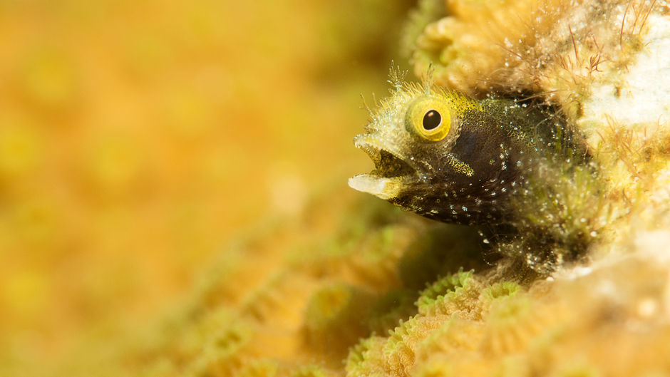 8 Photos to Inspire you to Dive Bonaire