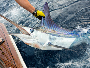 STRIPE MARLIN MADNESS