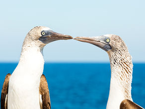 ISLA ISABEL NATIONAL PARK - MEXICO