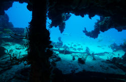 Bahamas Travel Diving