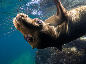 SWIMMING WITH SEA LIONS IN MEXICO