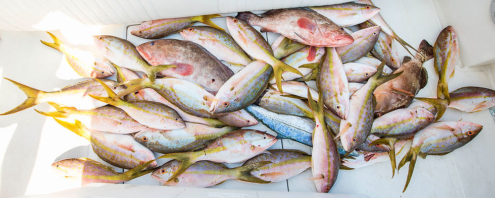 Fishing Dry Tortuga's