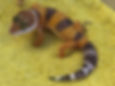 Leopard Geckos