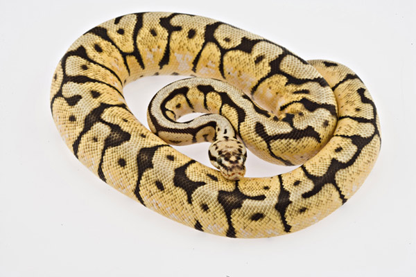 Tails & Scales Pet Shop