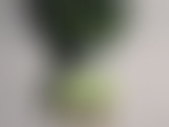 商品紹介!江戸川産小松菜!!