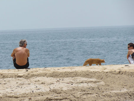 There is a language...