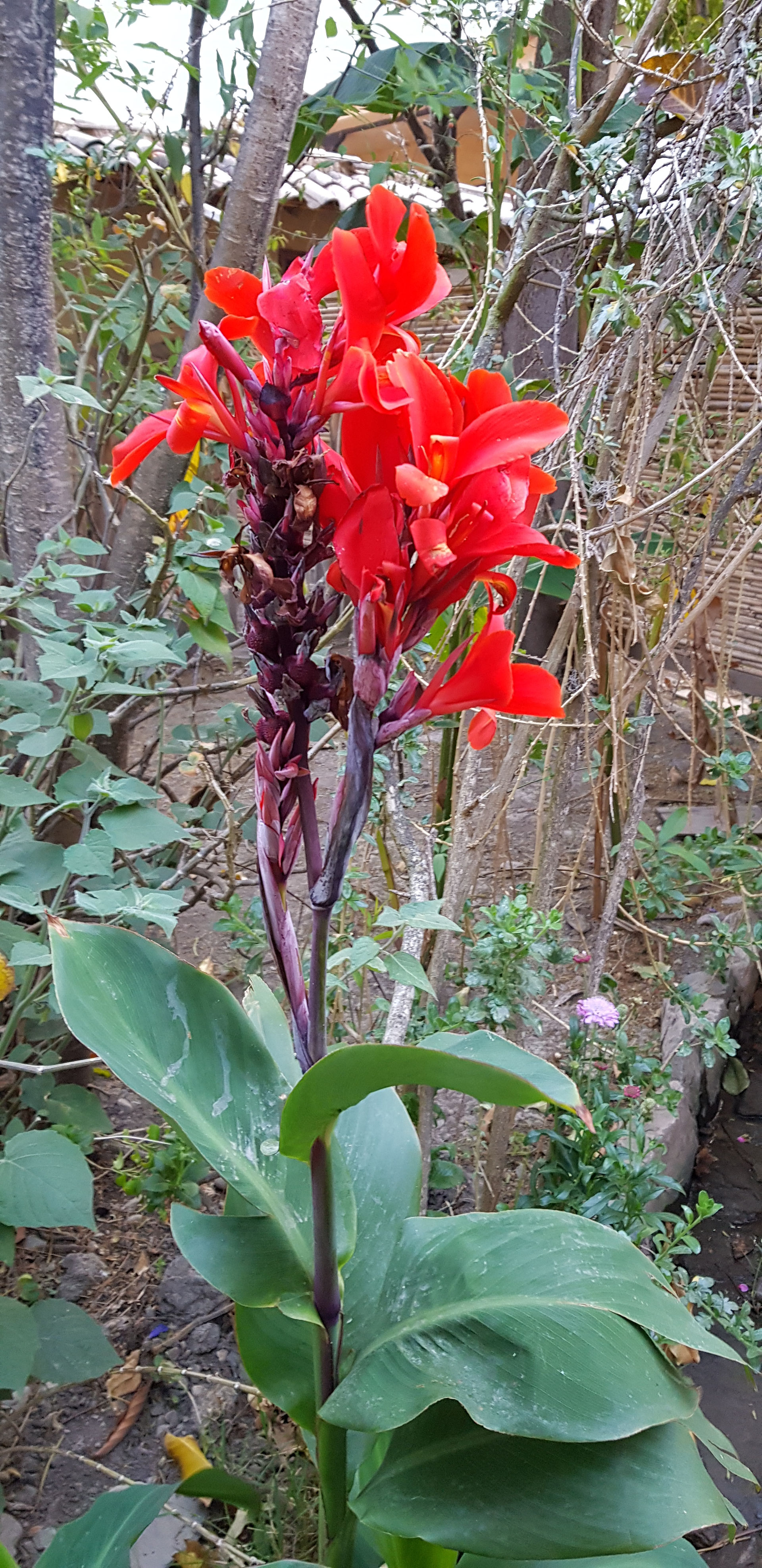 Wild flower