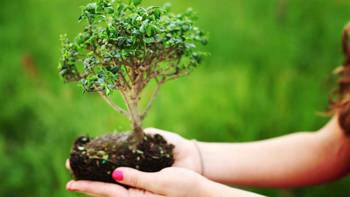 bonsai_nella_mano-44478120.jpg
