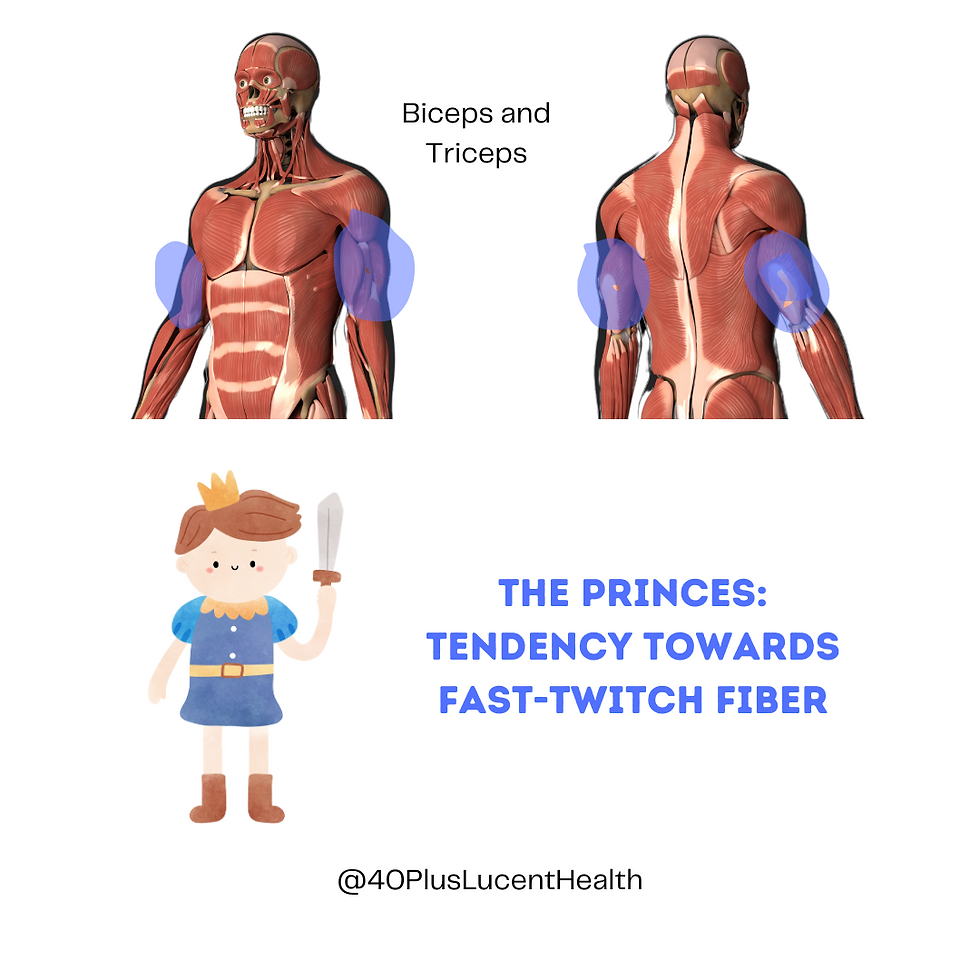 The princes of muscle fibers