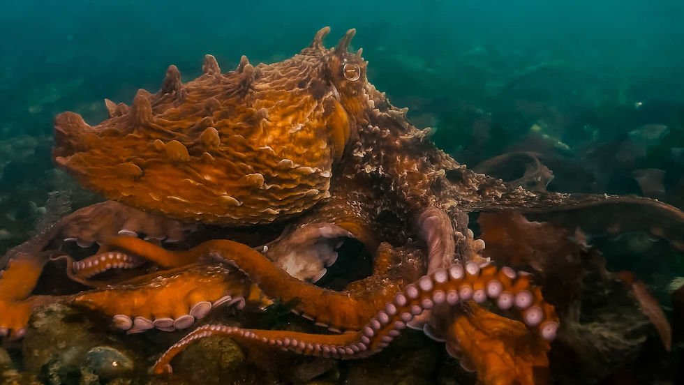 Giant-Pacific-Octopus-Walking-Enteroctopus-dofleini.jpg