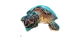 Sea Turtle_edited.png
