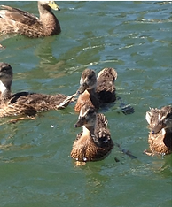 OUR DUCKS.png